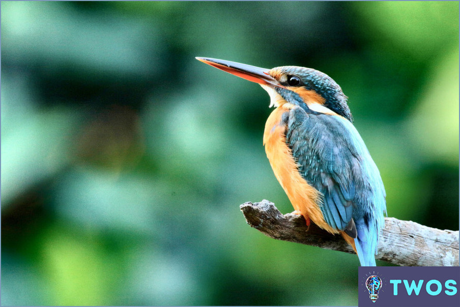 ¿Cómo limpiar la caca de pájaro de la cubierta?