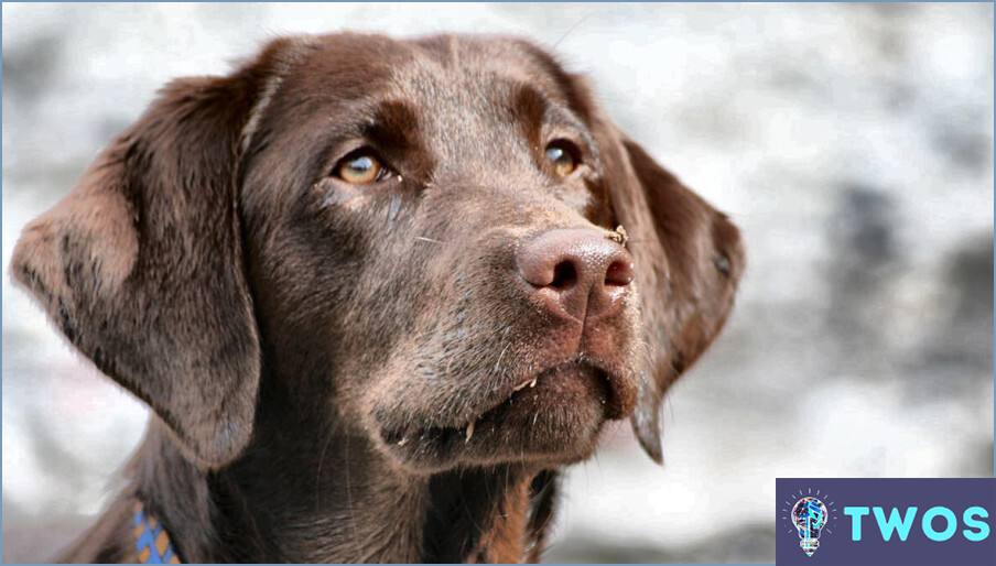 Cómo limpiar la boca del perro después de comer caca?