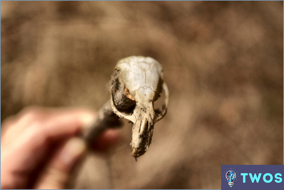 ¿Cómo limpiar un cráneo encontrado en el bosque?