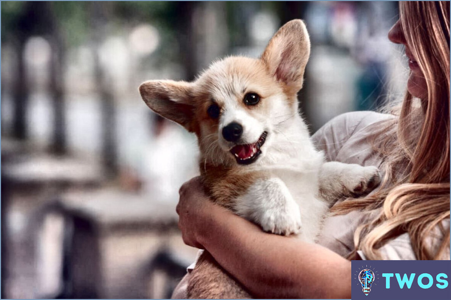 ¿Cuánto cuesta un perro corgi en Filipinas?