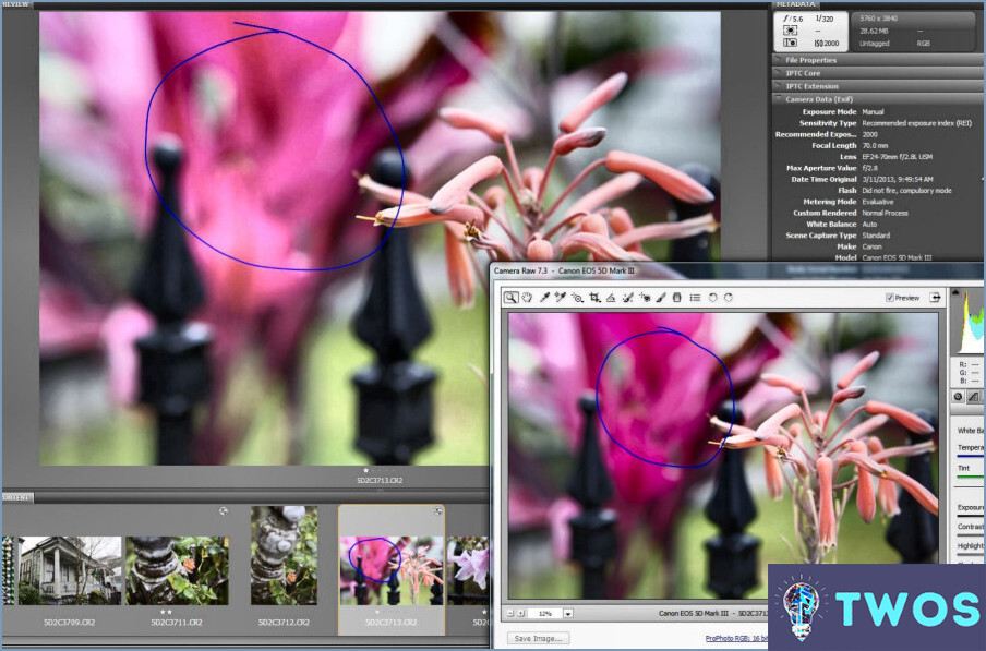 ¿Funciona Adobe Bridge con Photoshop Elements?