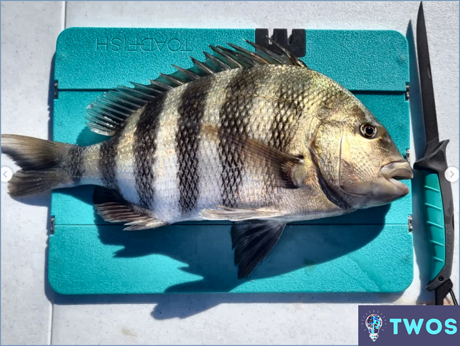 ¿Cómo limpiar Sheepshead?