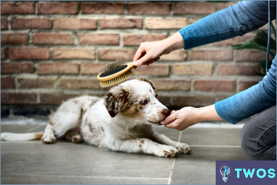 ¿Cómo limpiar un cepillo para perros?