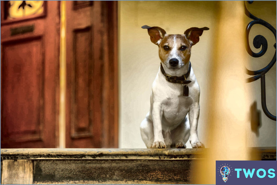 ¿Cómo limpiar el collar de perro de cuero?