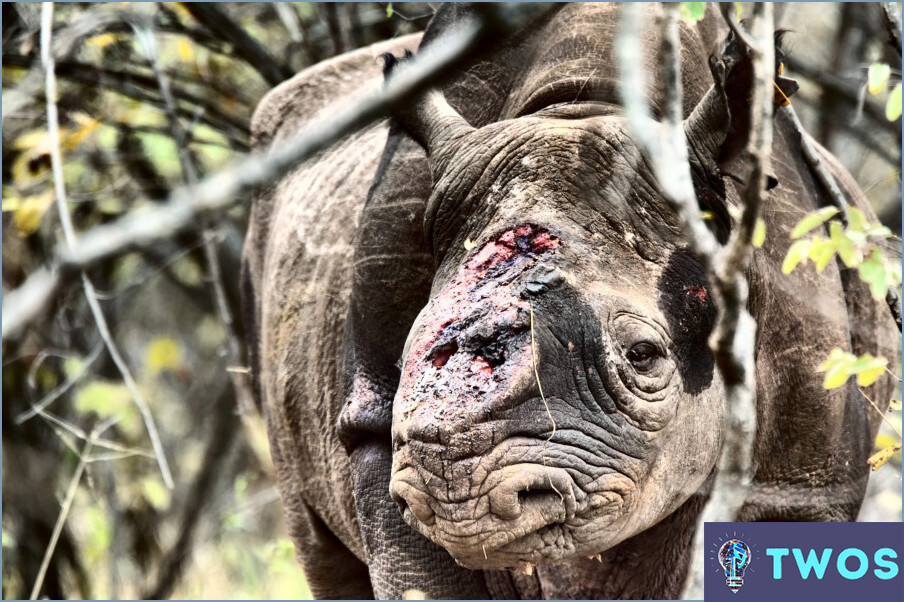 ¿Cómo limpiar la pajita de cristal White Rhino?