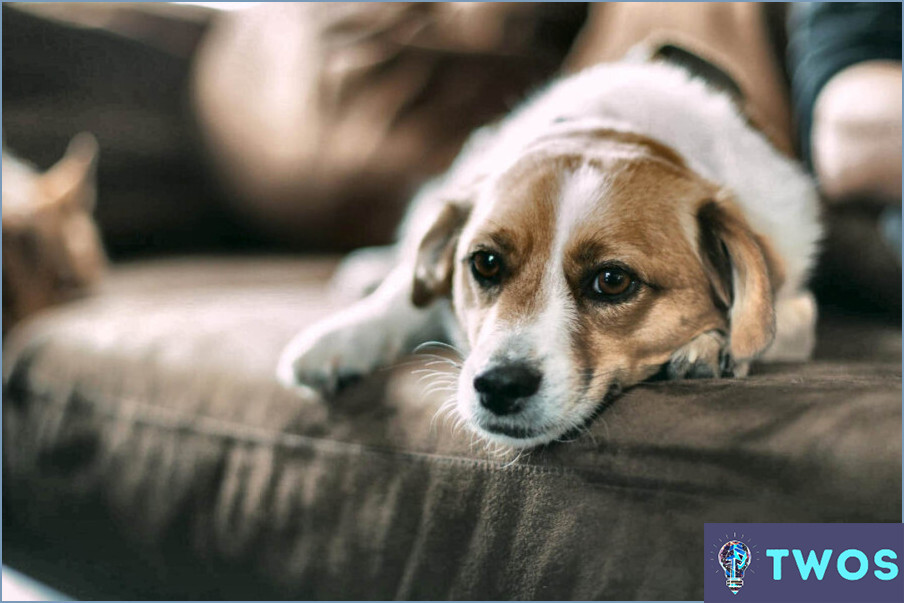 Cómo limpiar las babas de perro del sofá?