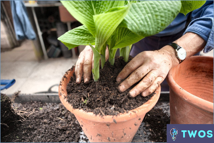 ¿Cómo limpiar las hostas en primavera?