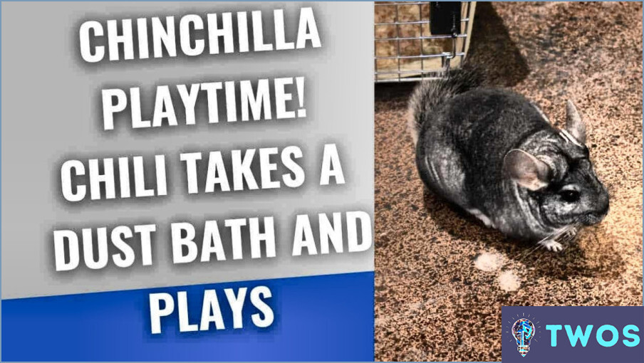 ¿Cómo limpiar una chinchilla?