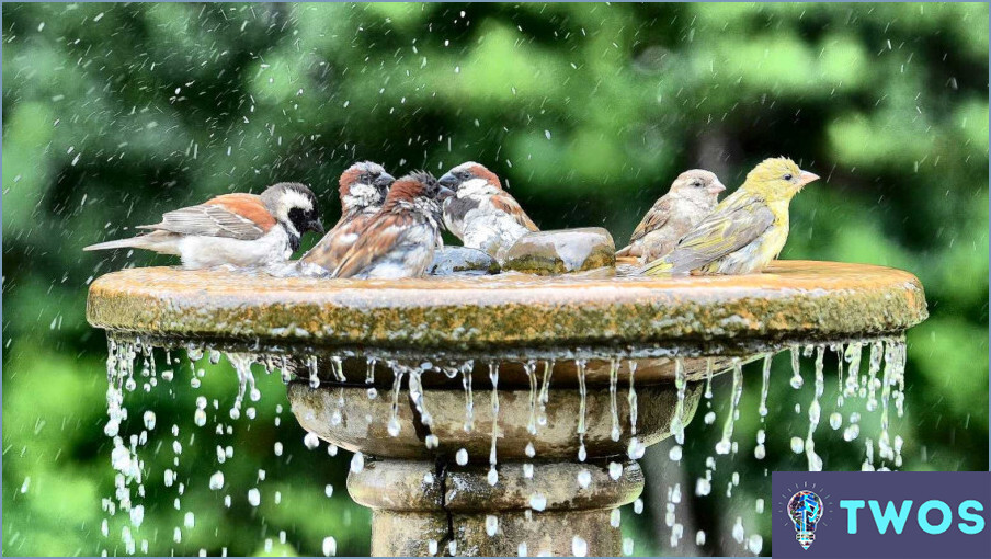 ¿Cómo mantener limpia el agua de la fuente para los pájaros?