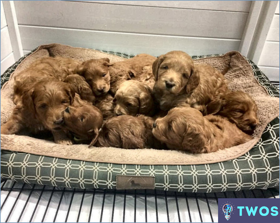 ¿Cómo mantener limpia el área de una camada de cachorros?