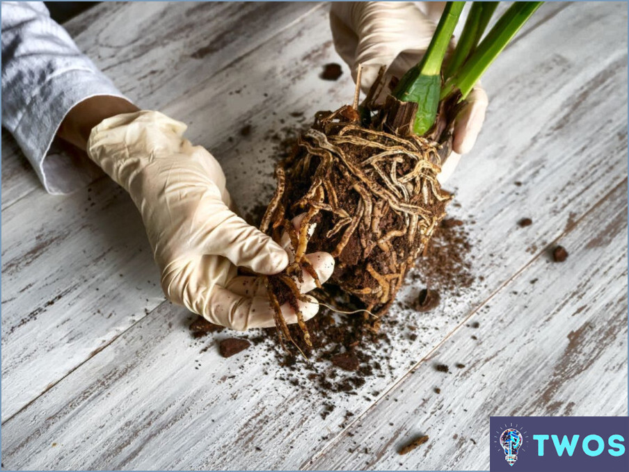 ¿Cómo limpiar las raíces de las plantas?